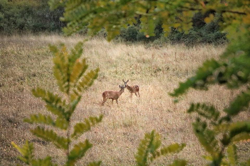 Faune