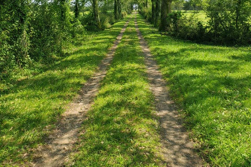 Allée des chênes