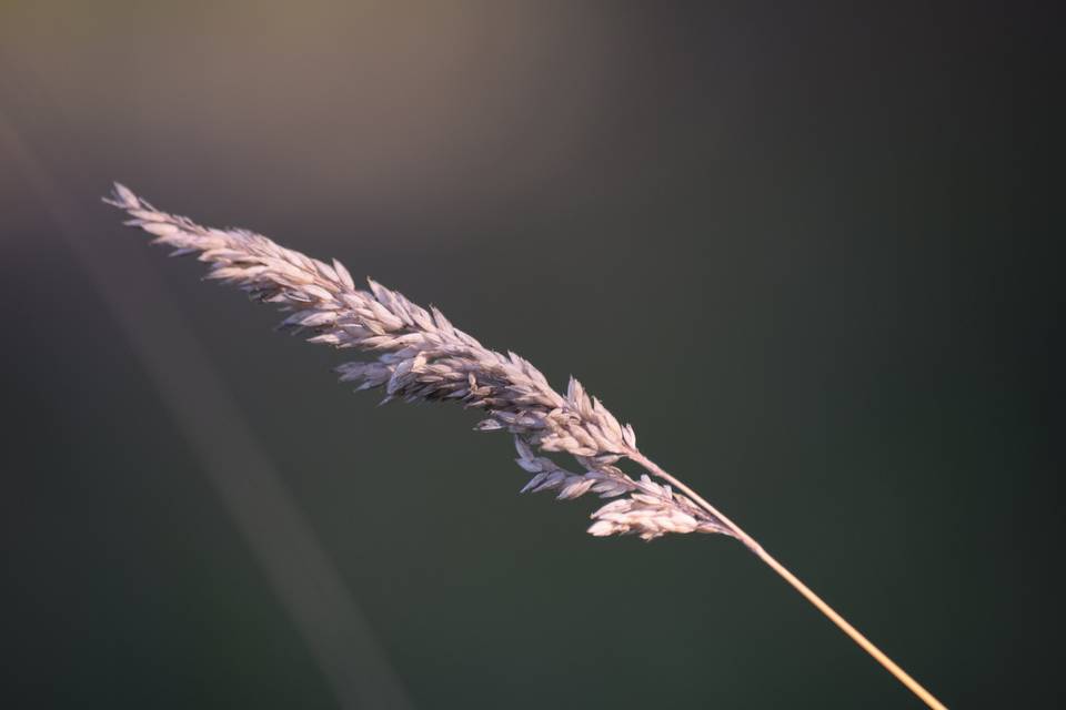 Détail
