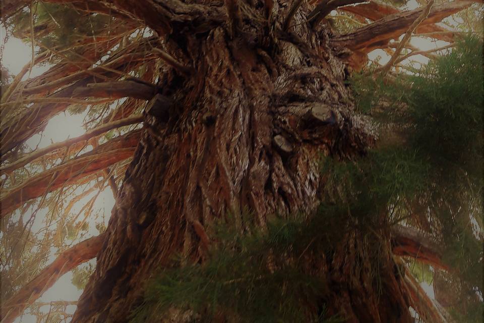 Le majestueux séquoia