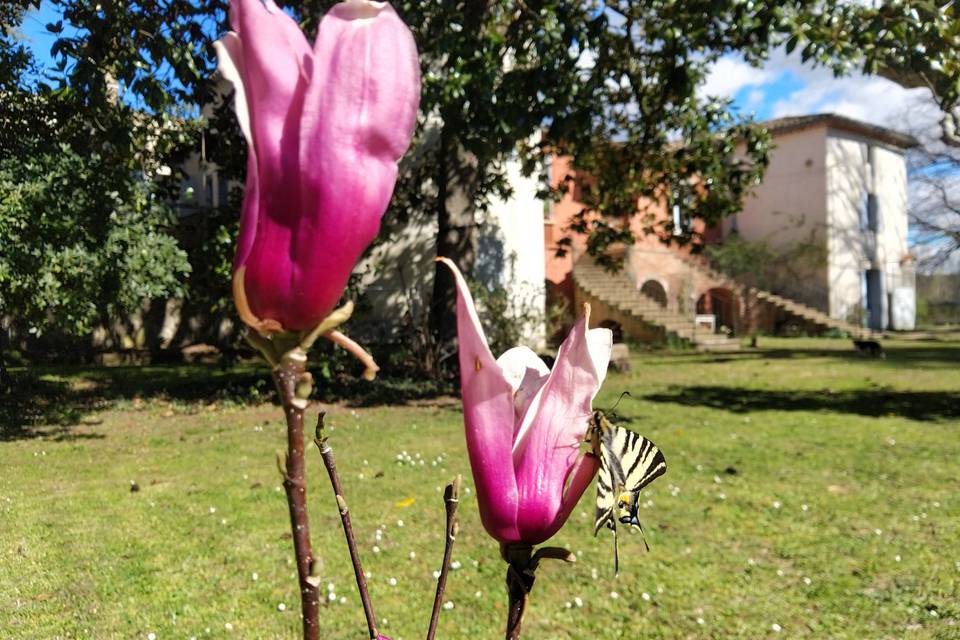 Un magnolia et son papillon