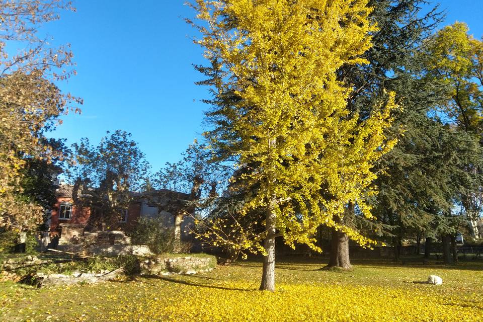 Des arbres centenaires