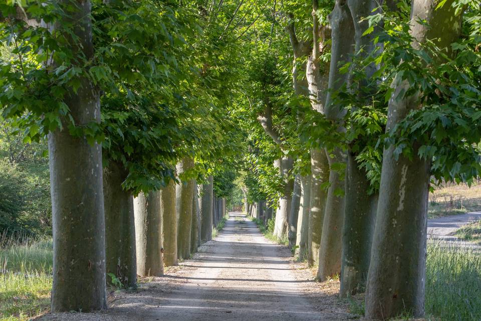 Allée platanes