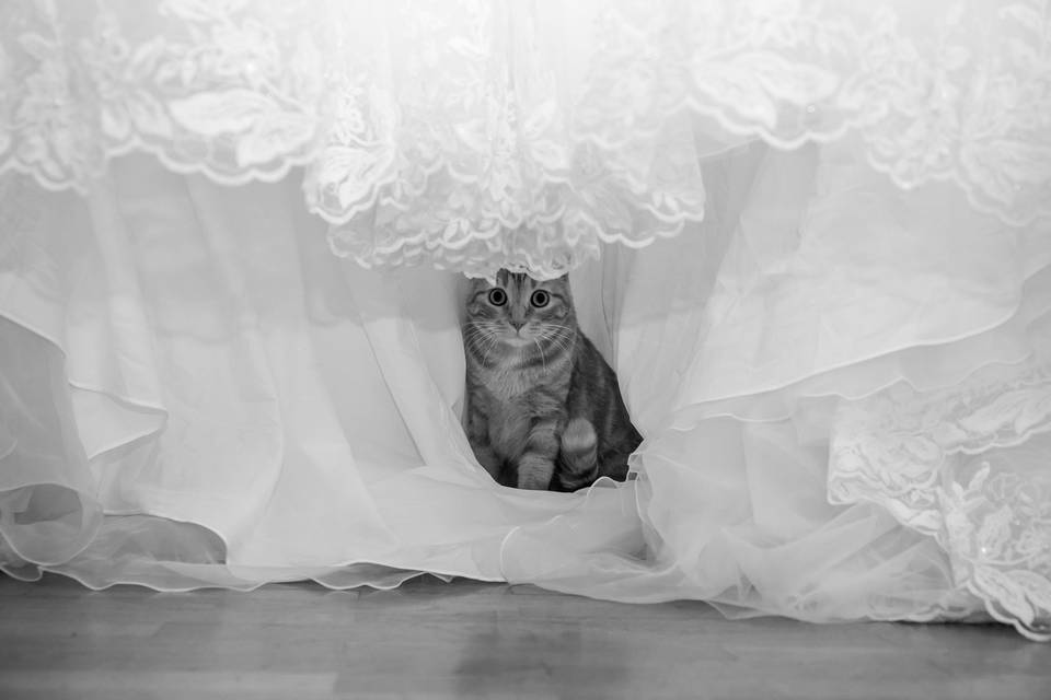 Un chat et un robe