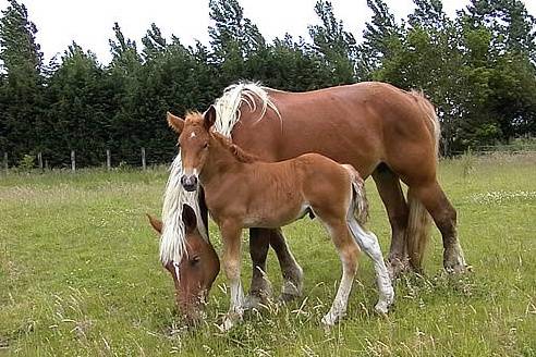 Les Attelages Comtois