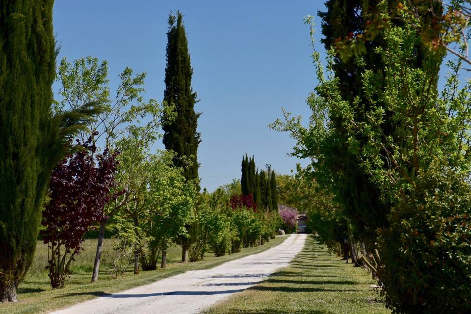 Allée d'arbres fruitiers