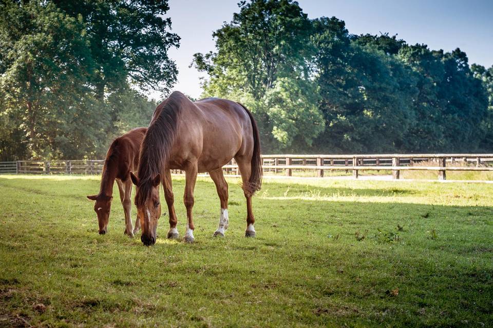 Manoir & Haras de Sens