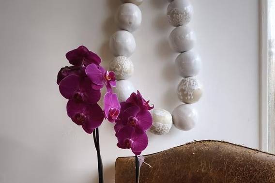 Fleur de Mooneya