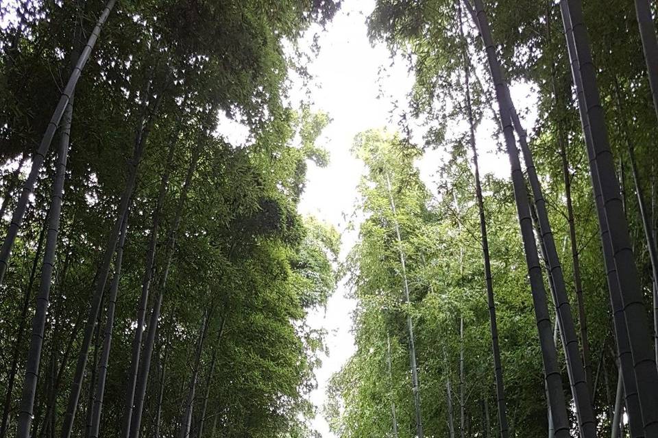 Arashiyama forêt de bambous