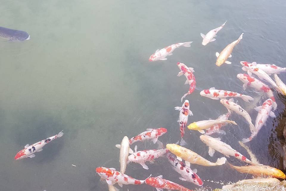 Carpes Koi Okayama