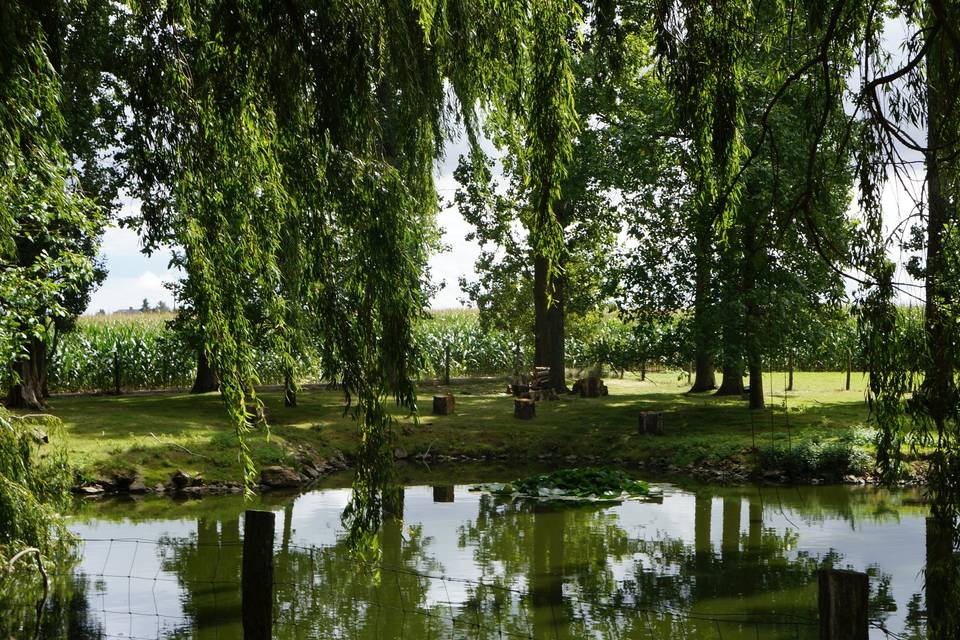 Tons de verts sur l'étang