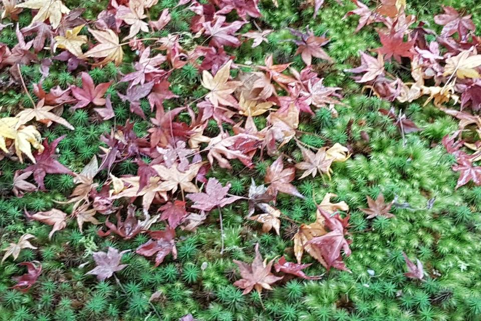 Mousse & feuilles d'automne