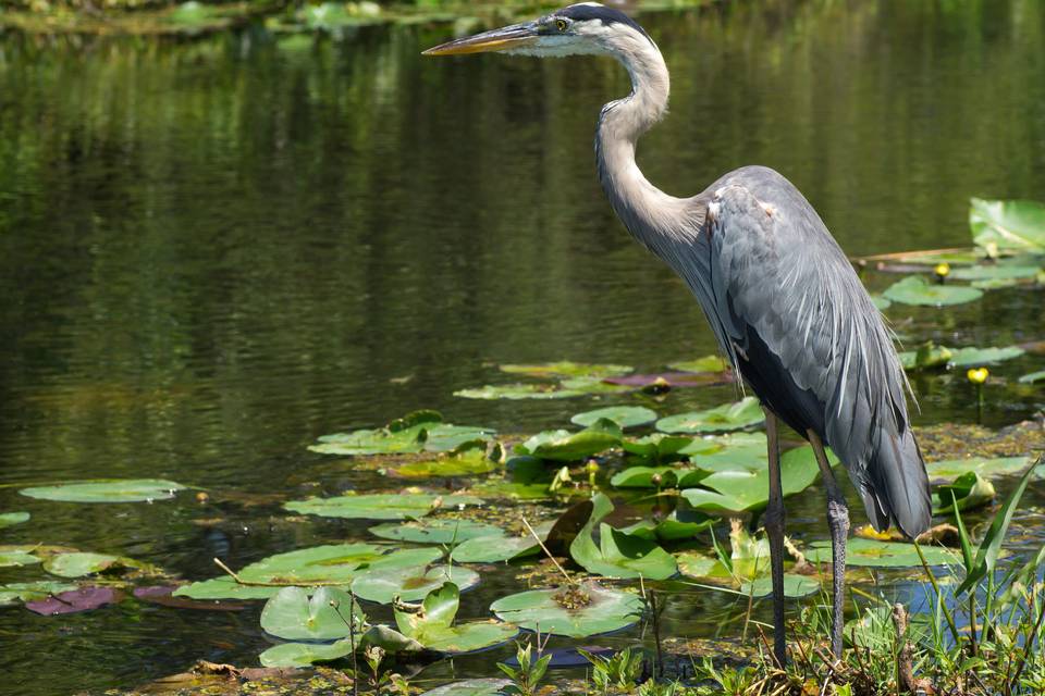 Un héron dans le Domaine