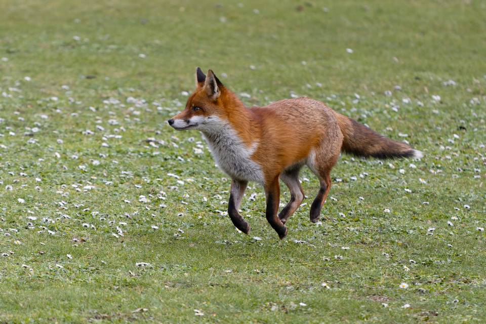Un renard dans le domaine