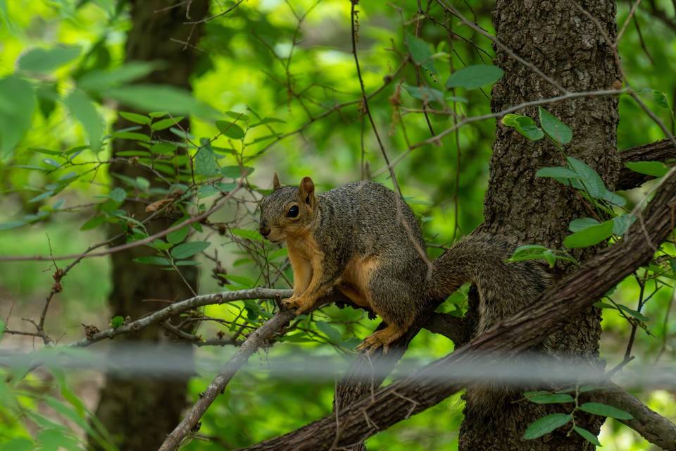 Un écureuil dans le Domaine