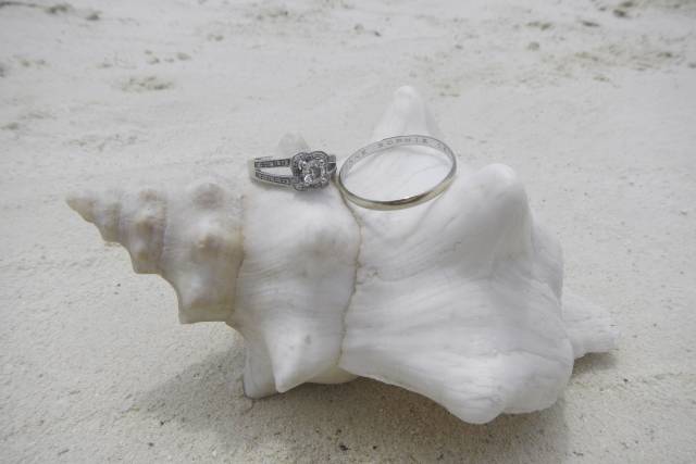 Alliances sur coquillage