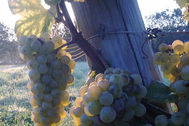 Chardonnay