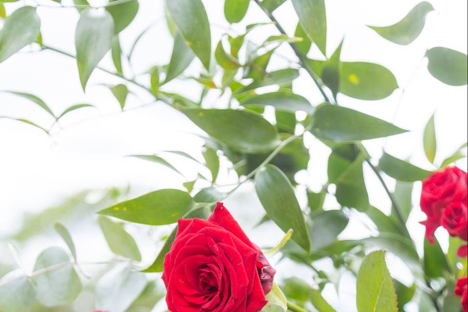 détail arche de roses