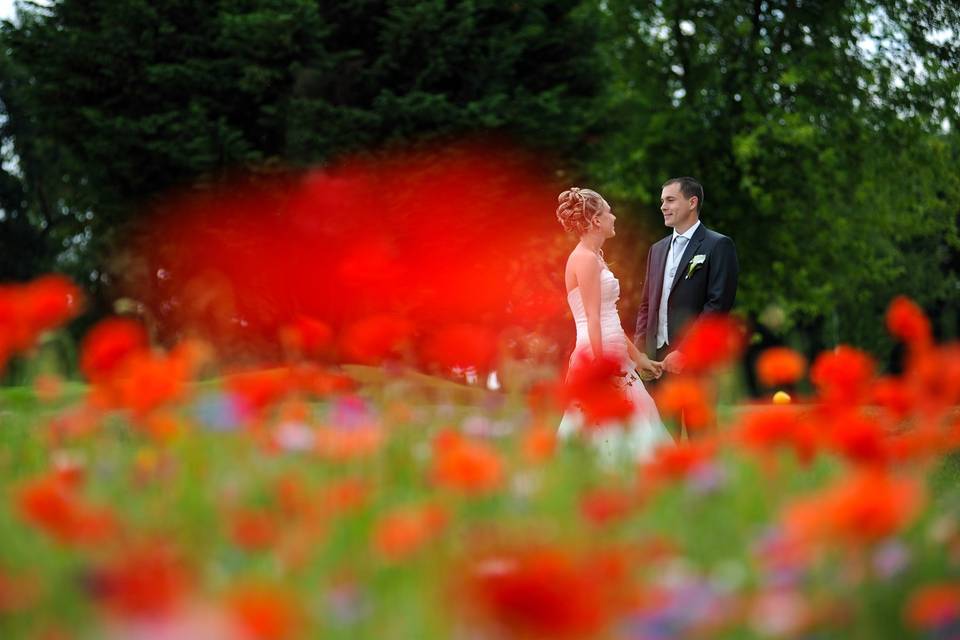 Champs de coquelicots