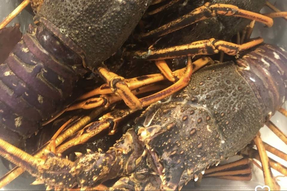 Langouste