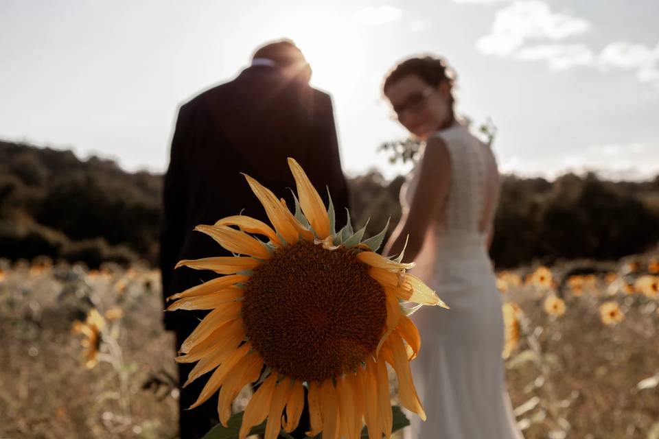 Tournesols