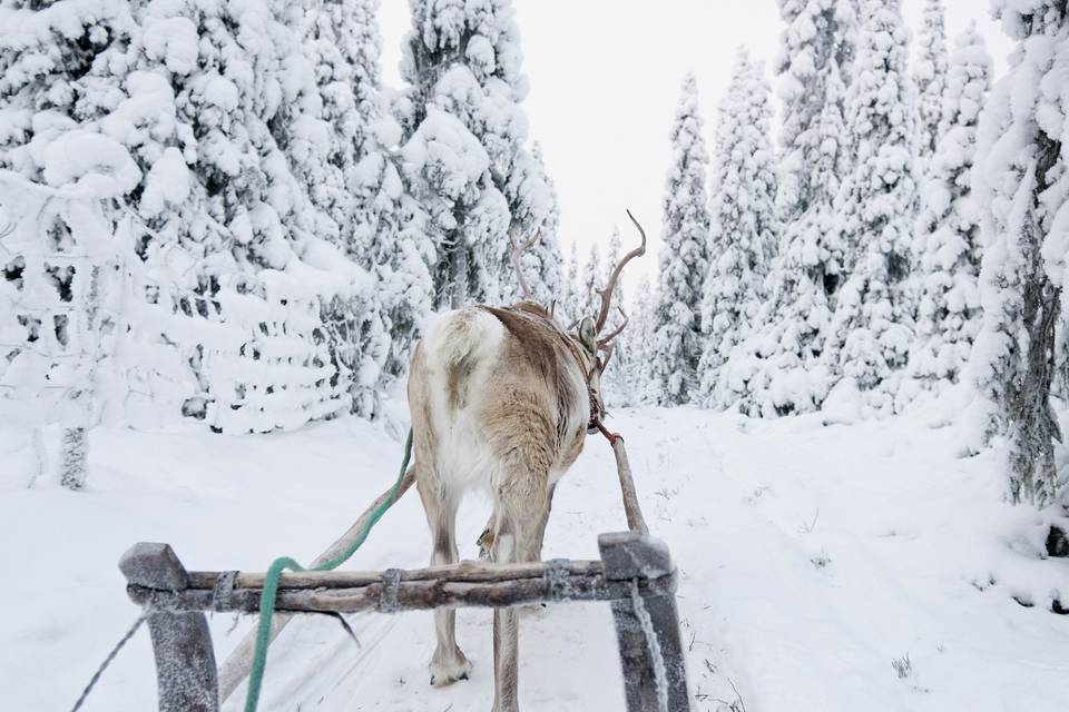 Renne, Finlande