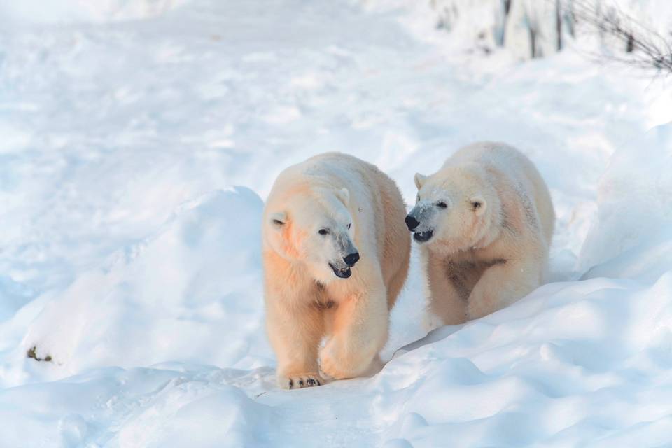 Ours polaires, Finlande