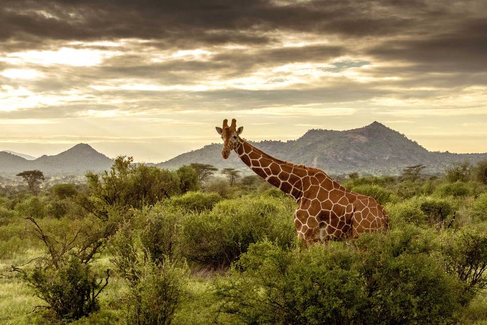 Girafe, Kenya