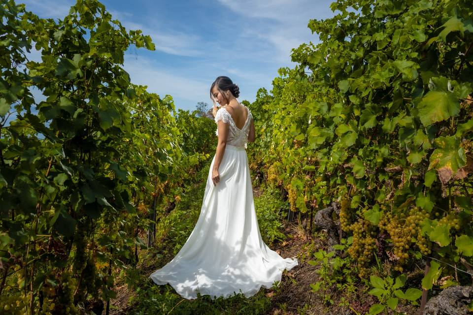 La traîne dans les vignes