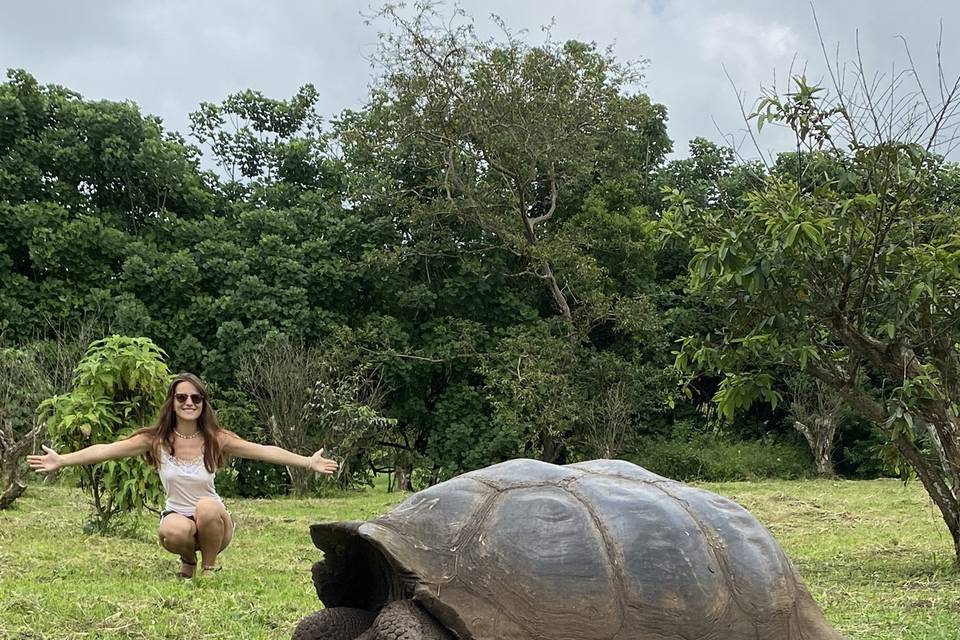 Tortue