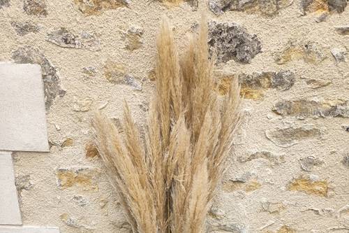 Pampas
