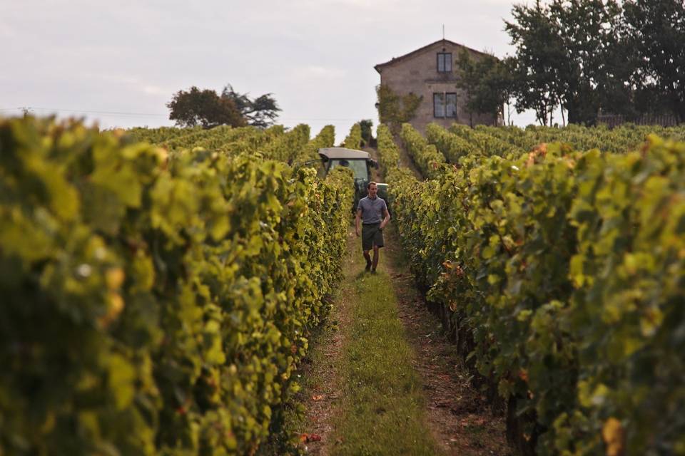 Vignes du Château Grand Mayne