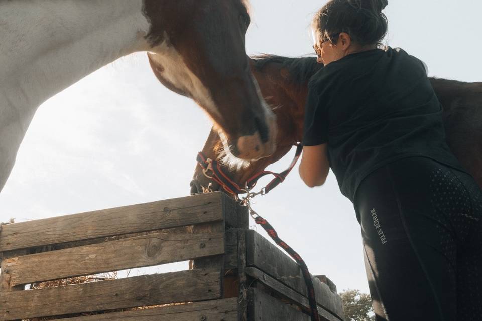 Chevaux