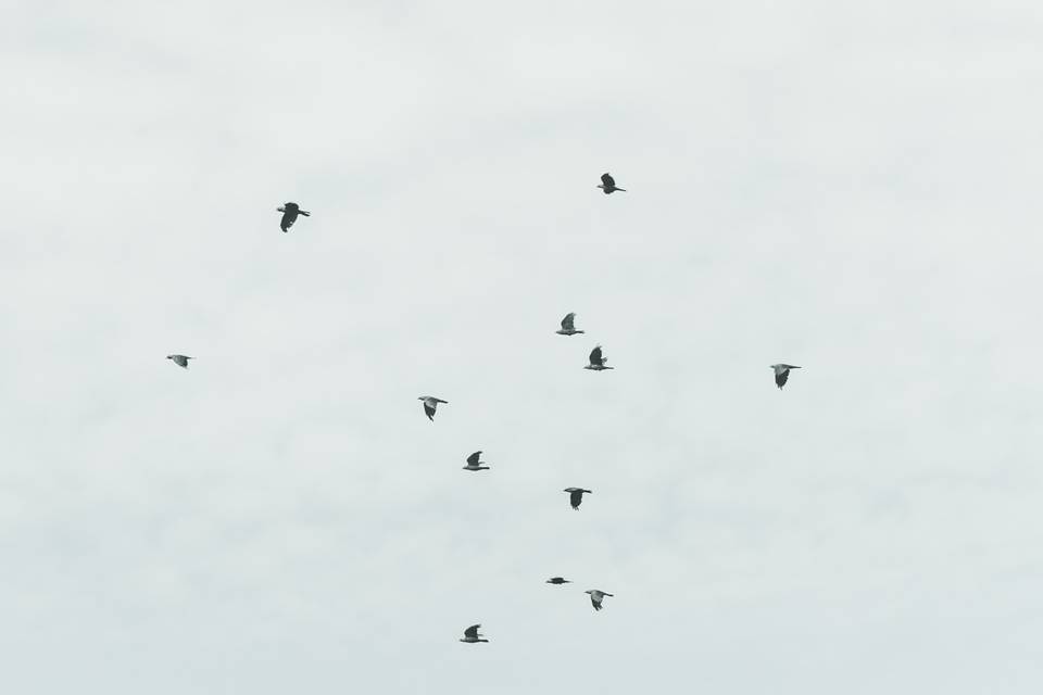 Le ciel et ses oiseaux