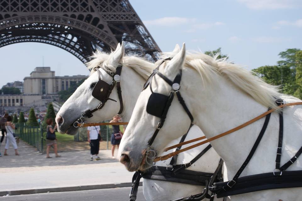 Les Attelages de Paris