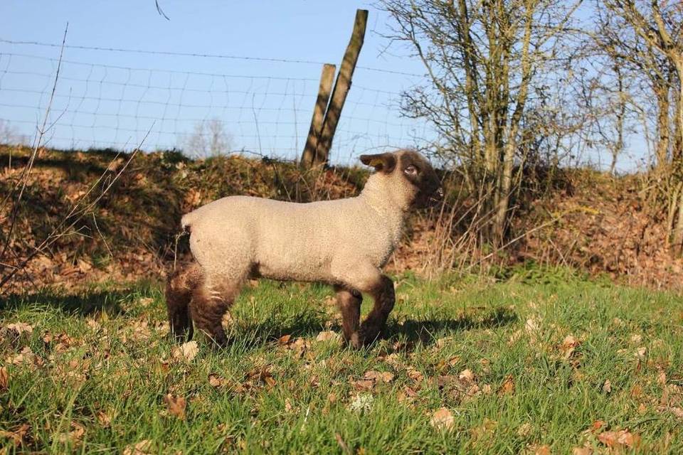 Animaux de la ferme