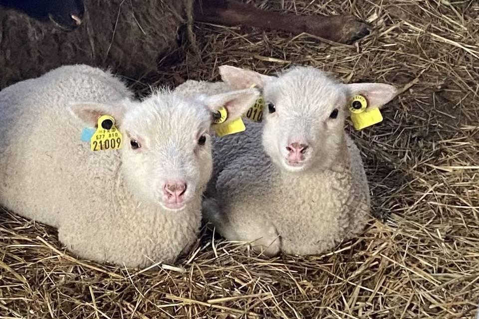 Animaux de la ferme