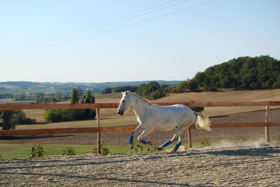 Gîtes et Auberge du Cheval Blanc