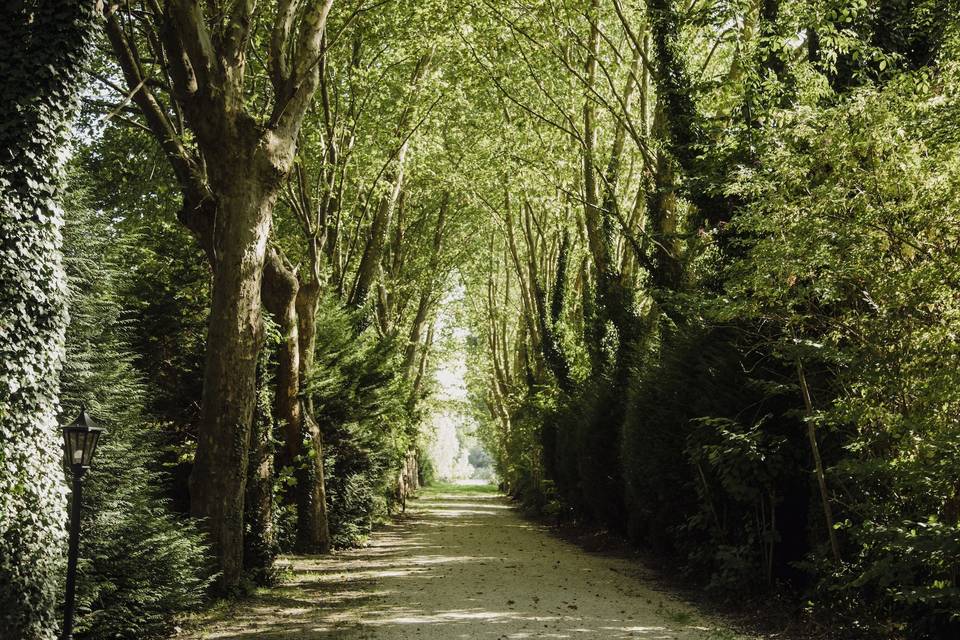 Grande allée de platanes