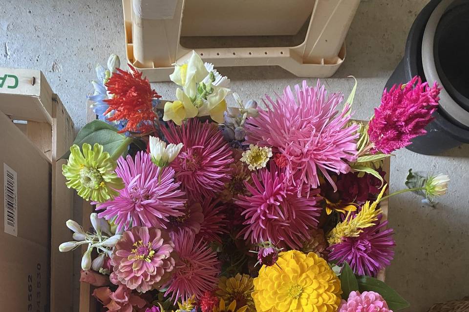 Soliflores colorés