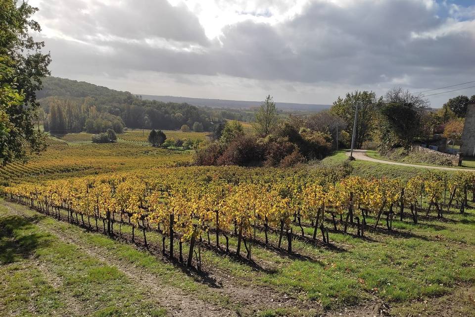 Les vignes