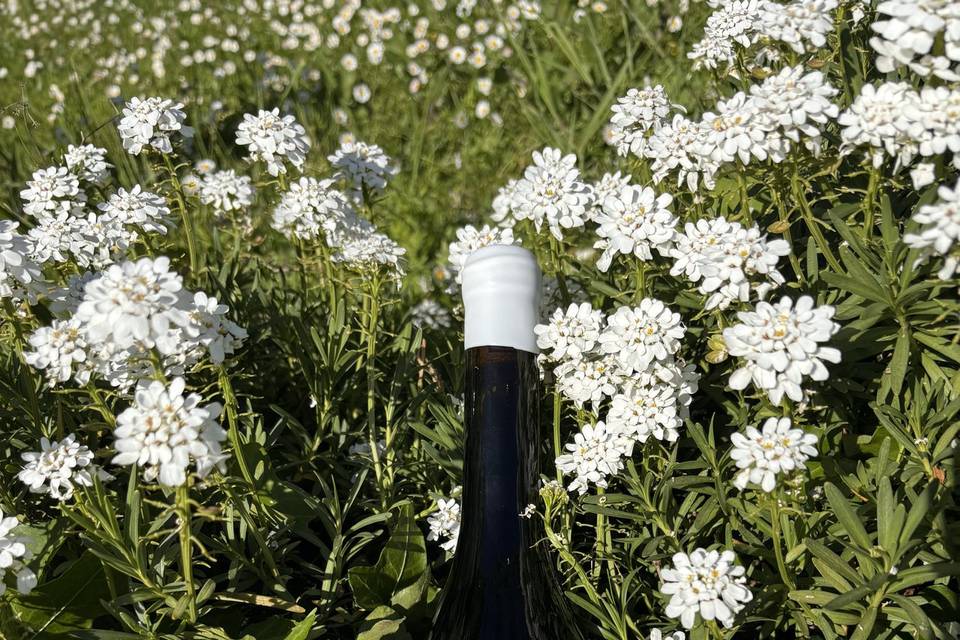 La cuvée Haut Clarise