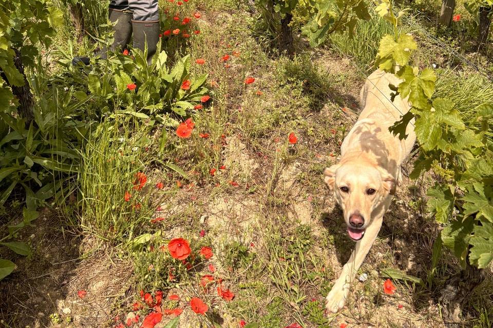 Le travail dans les vignes