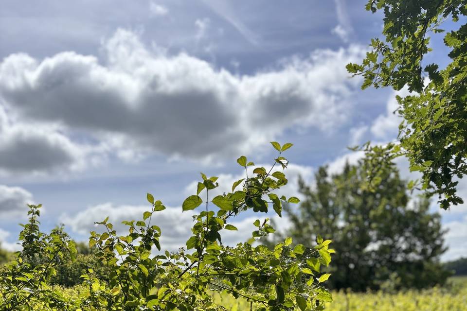 La vigne
