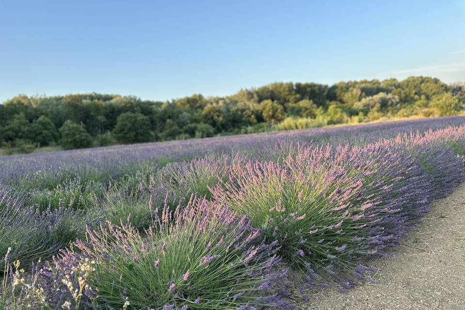Champ de lavande