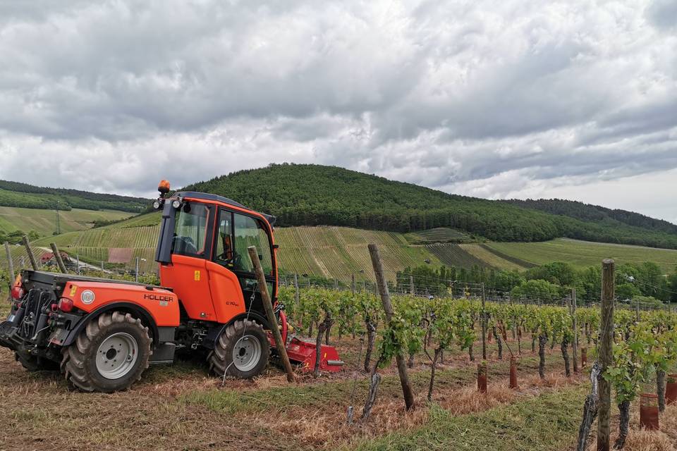 Domaine Freyder Anselm