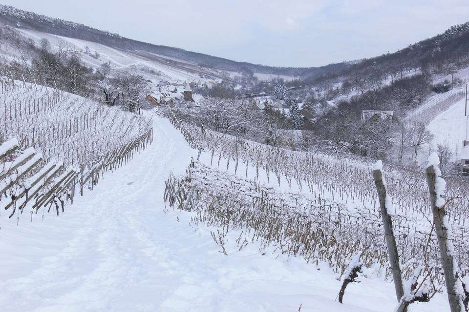 Domaine Freyder Anselm