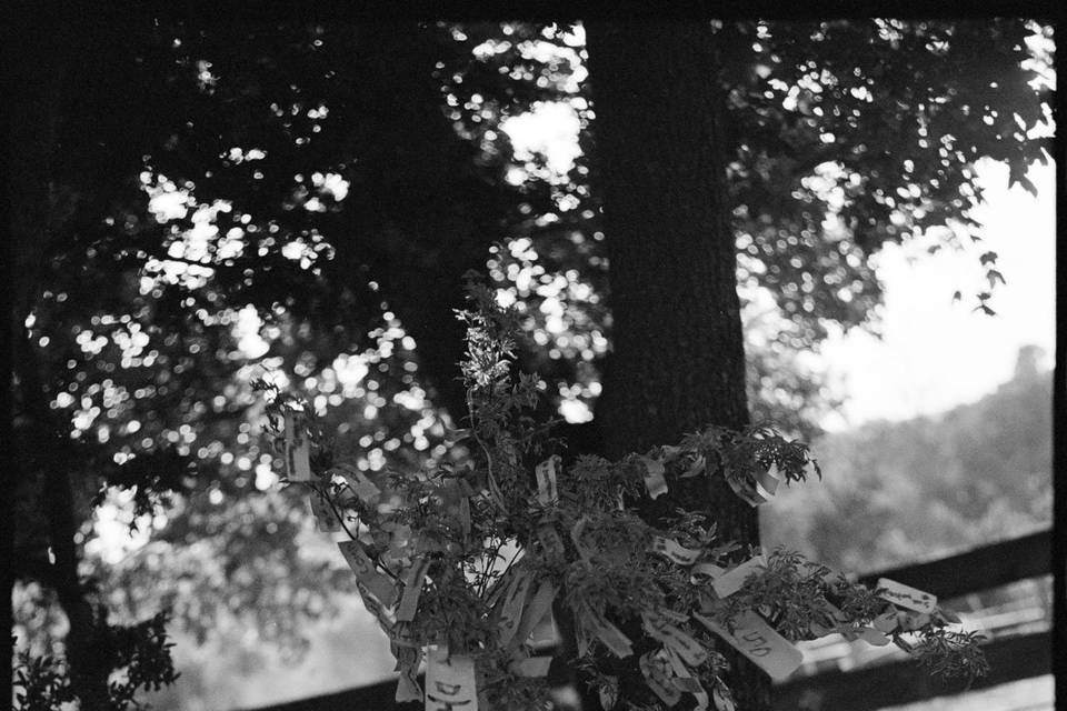 Pellicule argentique