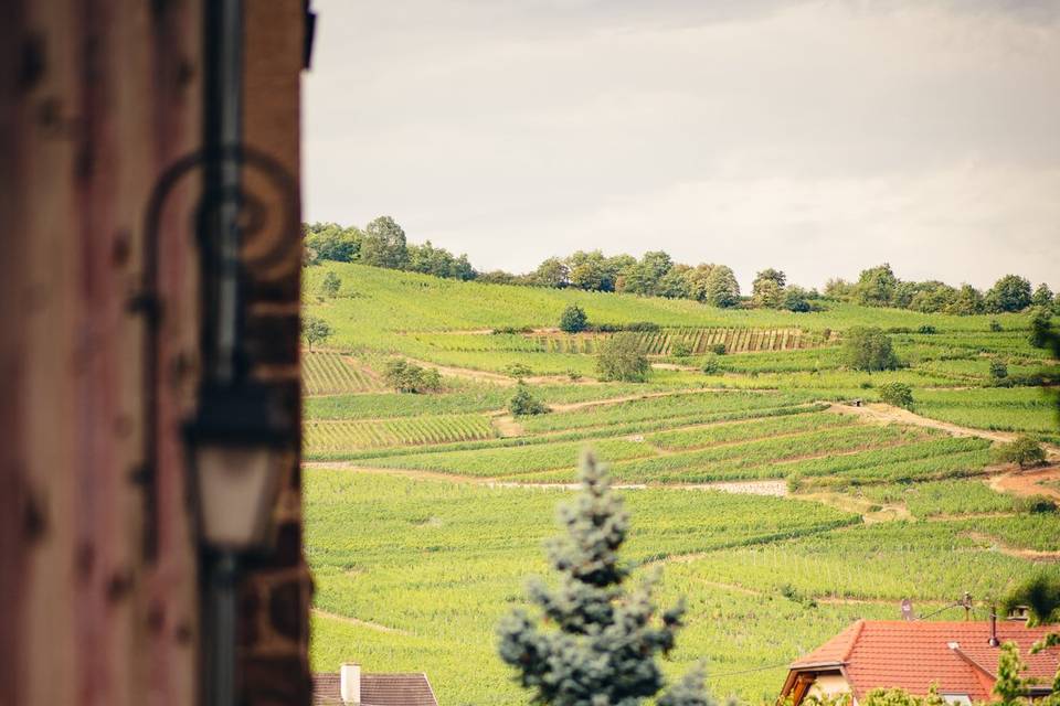 FELIX13 Vue sur vignes