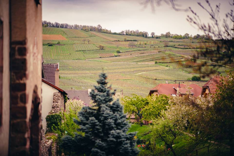 FELIX13 Vue vignoble